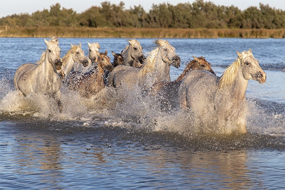 La Camargue En Camping Car Bonjour Caravaning