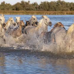 camargue