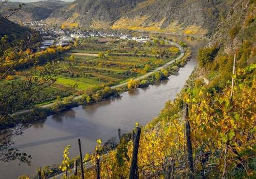 Vignes autour de Strasbourg